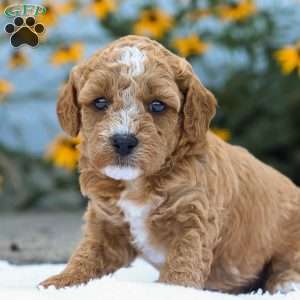 Cory F1B, Cavapoo Puppy